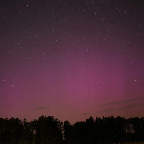 the bad seed book pdf