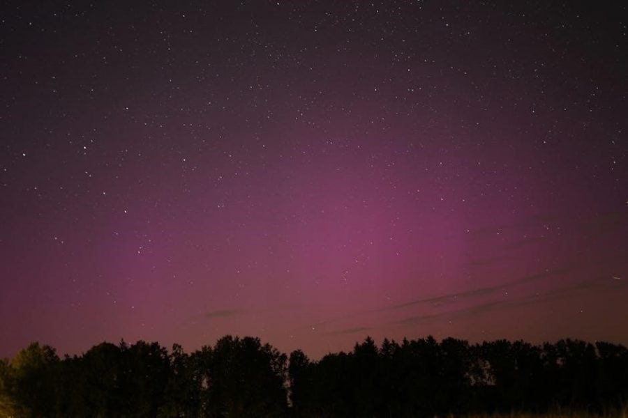 the bad seed book pdf