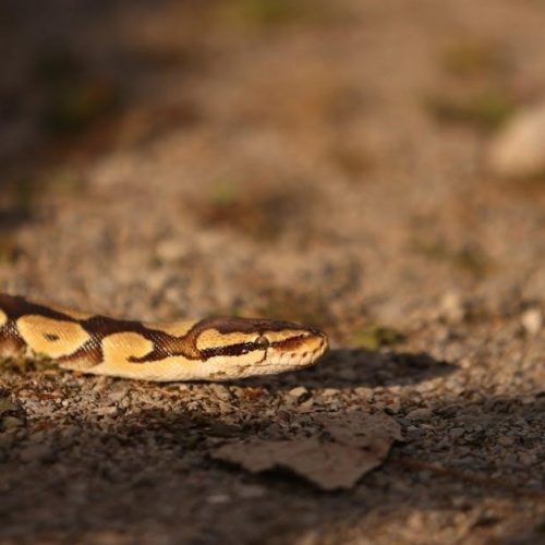 ball python morphs guide