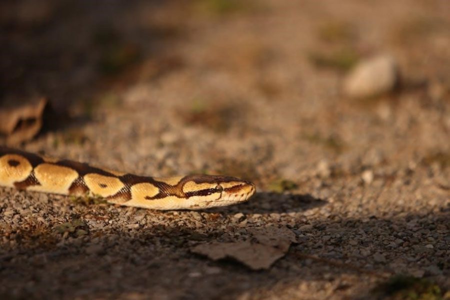 ball python morphs guide