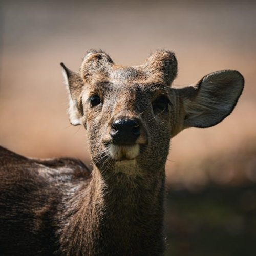 the wild unknown archetypes guidebook pdf free download