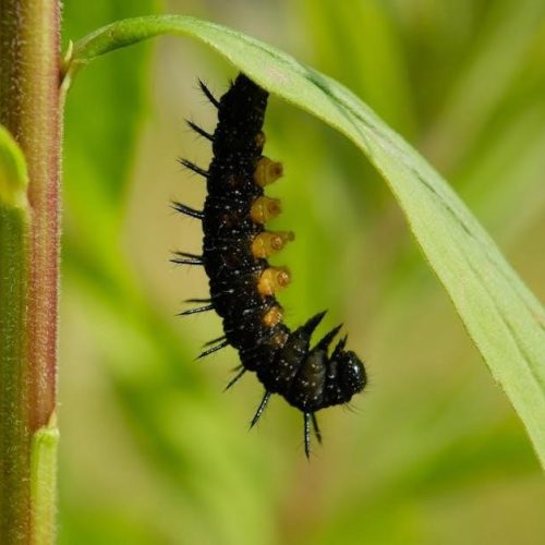 the very hungry caterpillar pdf