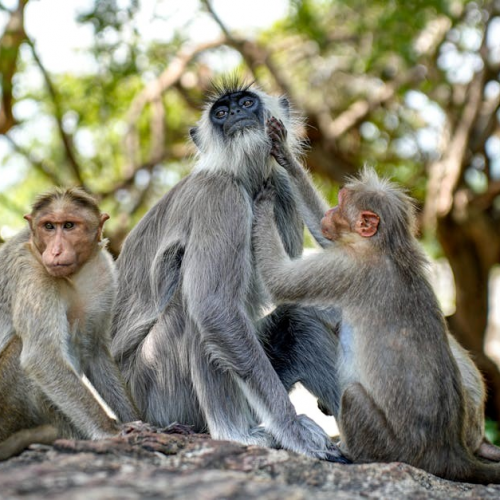 hanuman chalisa in pdf english