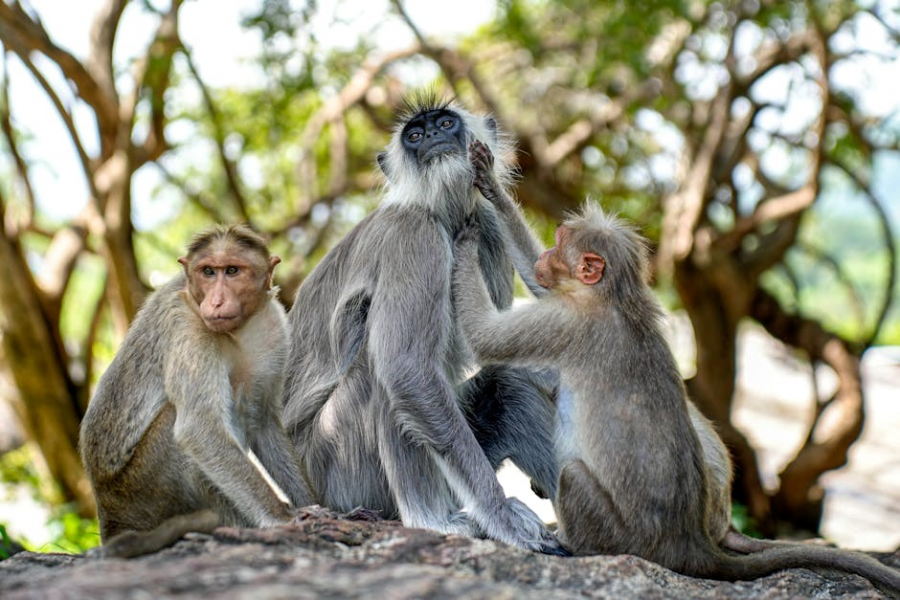 hanuman chalisa in pdf english