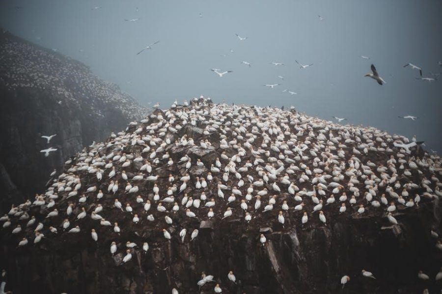 hero of a thousand faces pdf